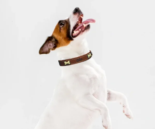 Custom Leather Dog Collar, Personalized Dog Collar